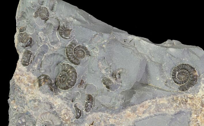 Ammonite Fossil (Promicroceras) Slab - Somerset, England #63520